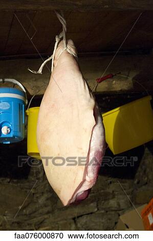 Raw, fresh ham hanging on rope View Large Photo Image Stock Image - Raw, fresh ham hanging on rope. Fotosearch