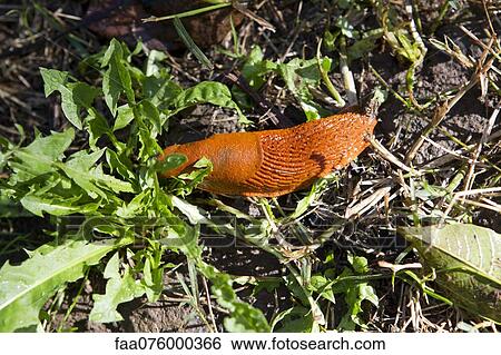 Red slug View Large Photo Image Stock Photograph - Red slug. Fotosearch