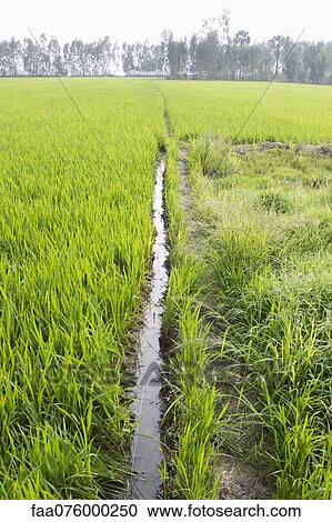 Rice paddy, Vietnam View Large Photo Image Stock Image - Rice paddy, Vietnam. Fotosearch