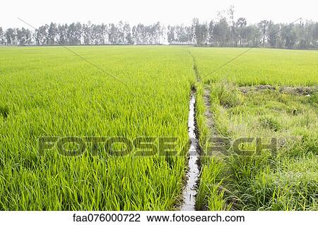 Stock Image - Rice paddy, Vietnam. Fotosearch
