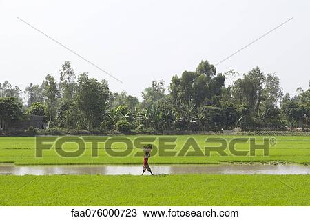 Stock Image - Rice paddy, Vietnam. Fotosearch