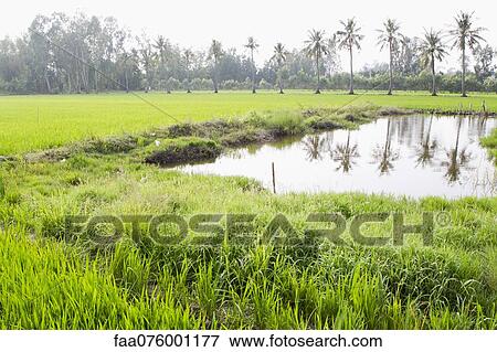 Stock Photo - Rice paddy, Vietnam. Fotosearch