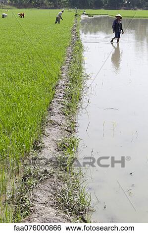 Rice paddy, Vietnam View Large Photo Image Stock Photograph - Rice paddy, Vietnam. Fotosearch