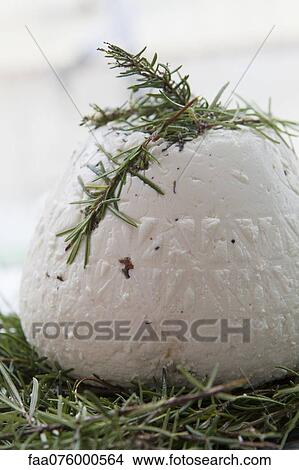 Ricotta cheese with rosemary View Large Photo Image Picture - Ricotta cheese with rosemary. Fotosearch