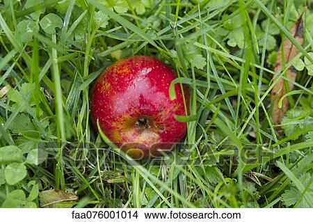 Ripe apple resting on grass View Large Photo Image Picture - Ripe apple resting on grass. Fotosearch