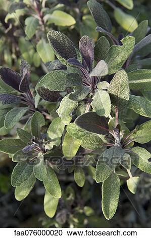 Stock Image - Sage plant. Fotosearch