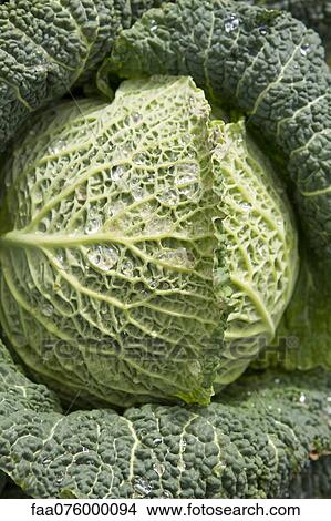 Savoy cabbage View Large Photo Image Picture - Savoy cabbage. Fotosearch