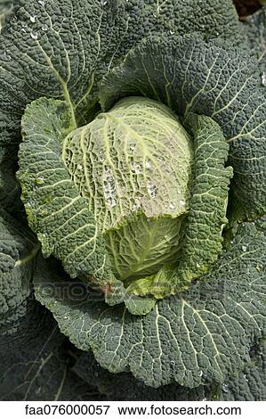 Savoy cabbage View Large Photo Image Stock Photo - Savoy cabbage. Fotosearch