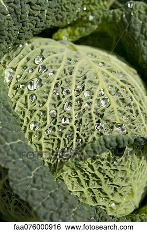 Savoy cabbage View Large Photo Image Stock Photograph - Savoy cabbage. Fotosearch