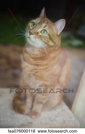 Seated cat, portrait View Large Photo Image Stock Photo - Seated cat, portrait. Fotosearch