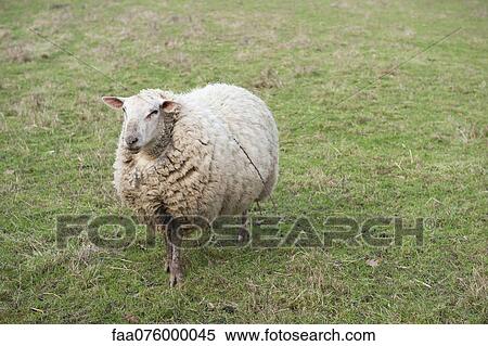 Stock Photography - Sheep in field. Fotosearch