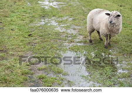 Sheep in field View Large Photo Image Stock Photography - Sheep in field. Fotosearch