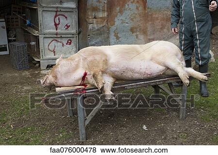 Slaughtered pig View Large Photo Image Stock Photo - Slaughtered pig. Fotosearch