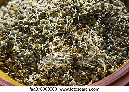 Sprouting lentils View Large Photo Image Stock Image - Sprouting lentils. Fotosearch