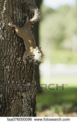 Squirrel climbing on tree View Large Photo Image Stock Photograph - Squirrel climbing on tree. Fotosearch
