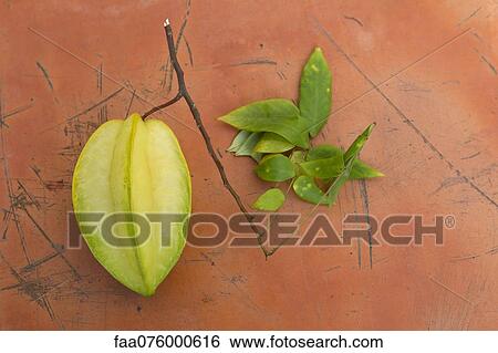 Starfruit View Large Photo Image Stock Photograph - Starfruit. Fotosearch