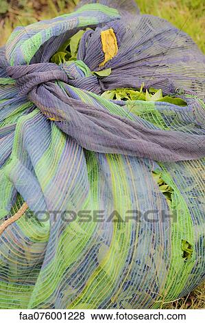 Stock Photo - Tea leaves in mesh bag during harvest. Fotosearch