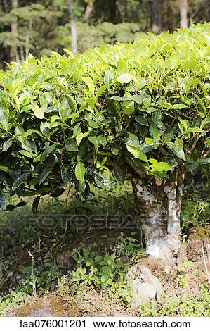 Stock Image - Tea plant. Fotosearch