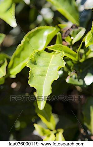 Tea plant View Large Photo Image Stock Photo - Tea plant. Fotosearch