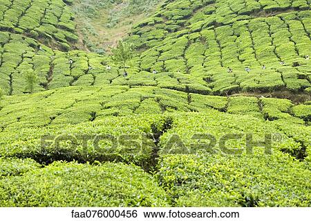 Stock Photograph - Tea plantation, India. Fotosearch