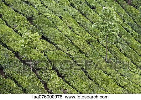 Stock Photograph - Tea plantation, India. Fotosearch