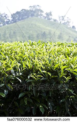 Stock Image - Tea plantation. Fotosearch