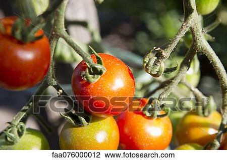 Tomatoes ripening on plant View Large Photo Image Stock Image - Tomatoes ripening on plant. Fotosearch