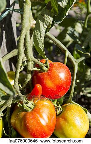 Stock Photograph - Tomatoes ripening on plant. Fotosearch