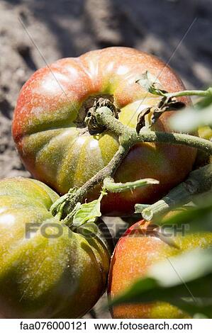 Stock Image - Tomatoes ripening on vine. Fotosearch