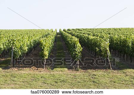 Vineyard, Bordeaux, France View Large Photo Image Stock Photo - Vineyard, Bordeaux, France. Fotosearch