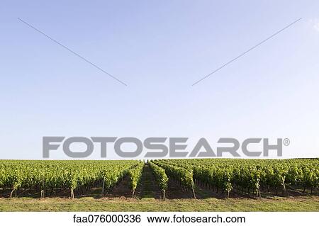 Stock Photograph - Vineyard, Bordeaux, France. Fotosearch