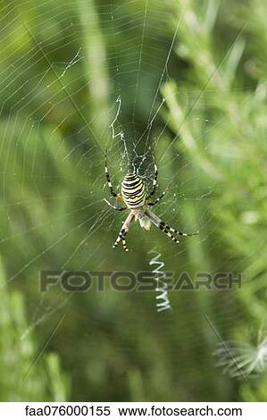 Wasp spider (argiope bruennichi) View Large Photo Image Stock Photography - Wasp spider (argiope bruennichi). Fotosearch