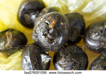 Stock Photography - Water chestnuts. Fotosearch