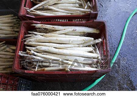 White asparagus in crates View Large Photo Image Stock Image - White asparagus in crates. Fotosearch