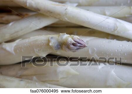 Stock Photography - White asparagus. Fotosearch