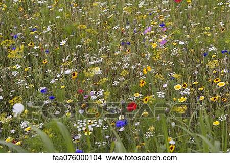 Picture - Wildflowers growing in meadow, full frame. Fotosearch
