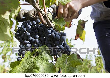 Stock Image - Worker harvesting grapes, cropped. Fotosearch