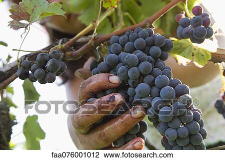 Worker harvesting grapes, cropped View Large Photo Image Stock Image - Worker harvesting grapes, cropped. Fotosearch