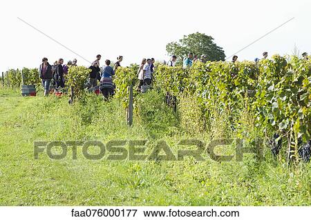 Stock Photo - Workers harvesting grapes. Fotosearch