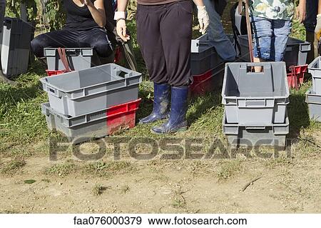 Stock Photo - Workers preparing for harvest, cropped. Fotosearch