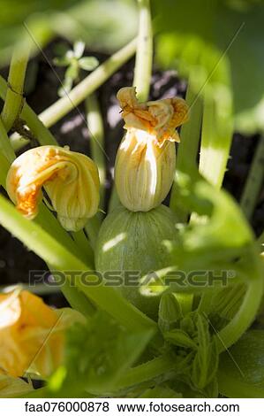 Stock Photo - Zucchini blossoms. Fotosearch