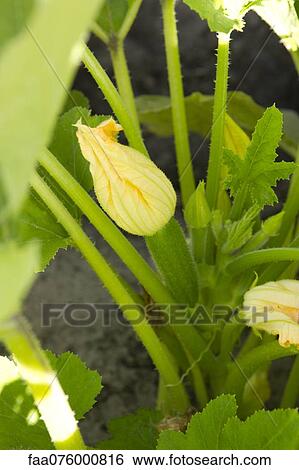 Stock Photograph - Zucchini plant with blossoms. Fotosearch