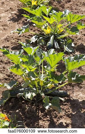 Stock Photo - Zucchinis in field with blossoms. Fotosearch