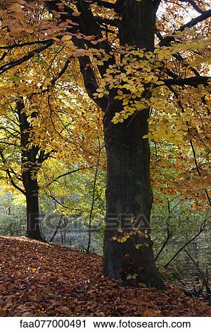 Stock Image - Autumn leaves on trees at water's edge. Fotosearch