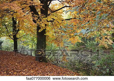 Stock Photograph - Autumn leaves on trees at water's edge. Fotosearch