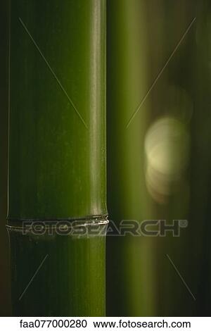 Stock Image - Bamboo, close-up. Fotosearch