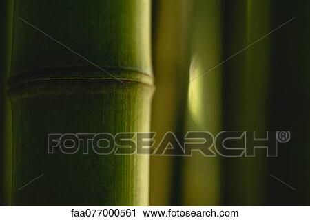 Bamboo, close-up View Large Photo Image Stock Image - Bamboo, close-up. Fotosearch