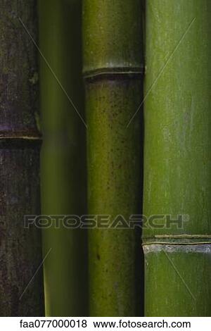 Stock Photo - Bamboo, close-up. Fotosearch
