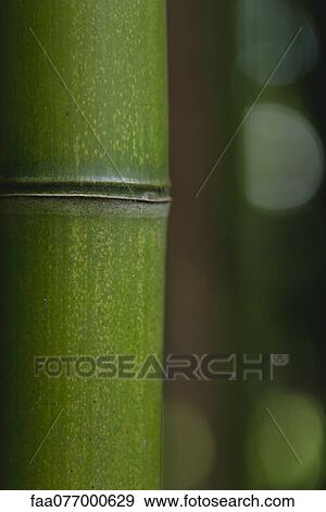 Stock Photo - Bamboo, close-up. Fotosearch