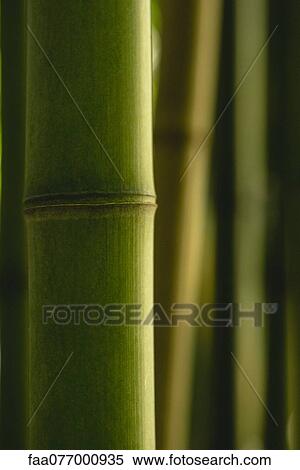 Stock Photography - Bamboo, close-up. Fotosearch